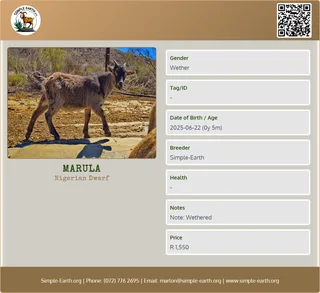 Nigerian Dwarf Goat kid wethered male - 5 months