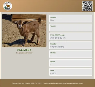 Nigerian Dwarf Goat - F/doeling - 4 months old