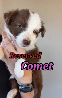 Border Collie Puppies