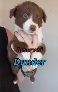 Border Collie Puppies