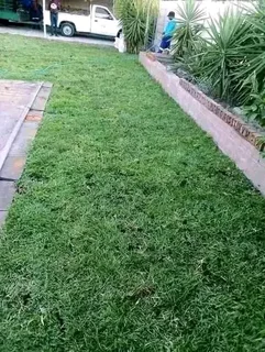 Instant lawn