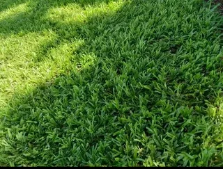 Instant lawn grass