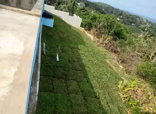 Instant lawn grass