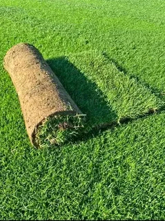 Instant lawn grass