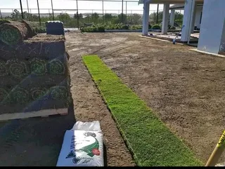 All season evergreen grass