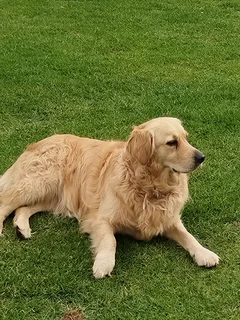 Petsitting and House sitting Anna Clara Est.