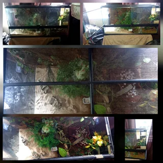 COMPLETE PREMIUM LEOPARD GECKO SETUP &#43; GORGEOUS HIGH-YELLOW GECKO