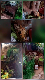 COMPLETE PREMIUM LEOPARD GECKO SETUP &#43; GORGEOUS HIGH-YELLOW GECKO