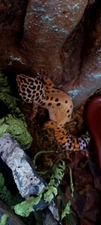COMPLETE PREMIUM LEOPARD GECKO SETUP &#43; GORGEOUS HIGH-YELLOW GECKO