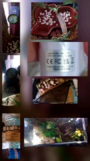 COMPLETE PREMIUM LEOPARD GECKO SETUP &#43; GORGEOUS HIGH-YELLOW GECKO