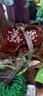 COMPLETE PREMIUM LEOPARD GECKO SETUP &#43; GORGEOUS HIGH-YELLOW GECKO