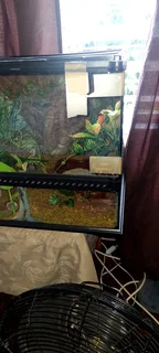 COMPLETE PREMIUM LEOPARD GECKO SETUP &#43; GORGEOUS HIGH-YELLOW GECKO