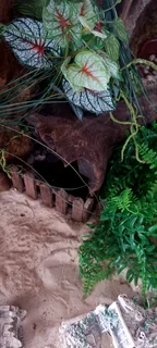 COMPLETE PREMIUM LEOPARD GECKO SETUP &#43; GORGEOUS HIGH-YELLOW GECKO