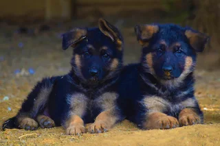 German Shepherd black & tan puppies !