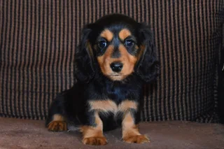 Black and Tan Long Hair Dachshund  Puppies !