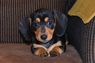 Dachshund Black and tan smooth coat puppies !