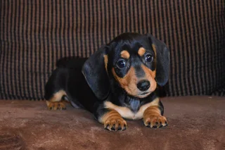 Dachshund Black and tan smooth coat puppies !