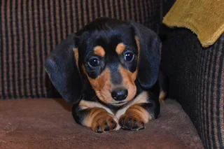 Dachshund Black and tan smooth coat puppies !