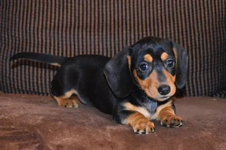 Dachshund Black and tan smooth coat puppies !