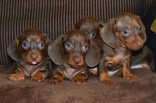 Chocolate Dacshund puppies !