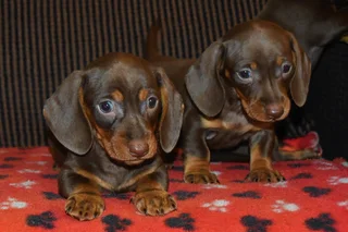 Chocolate Dachshung female puppies !