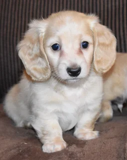 Long Hair Cream Dachshund puppies !