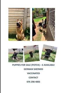 Gemin shepherd  dog for sale