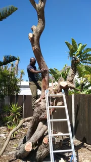 Billy&#39;s Gardens and construction services .. Tree felling, Painting, Paving, Rubble removals