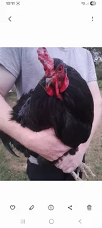 Rooster - Ad posted by Pax