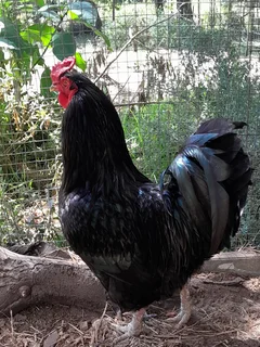 Rooster - Ad posted by Pax