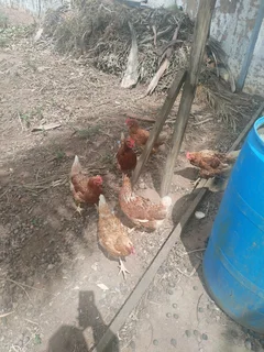 Chickens layer Hens