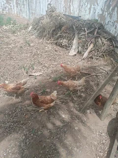 Chickens layer Hens