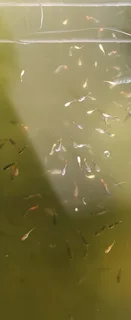 Show Guppies