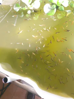 Show Guppies