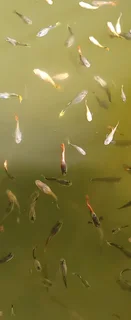 Show Guppies