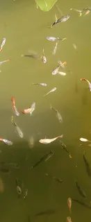 Show Guppies