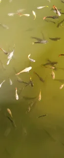 Show Guppies