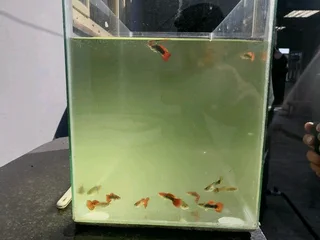 Pet swordtail fish