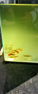 Pet swordtail fish