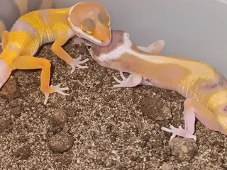 Baby Leopard Geckos for sale