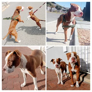 Healthy, Strong Puppies