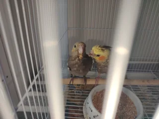 Handreared Cockatiels