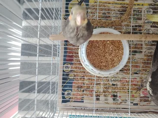 Handreared Cockatiels