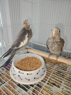 Handreared Cockatiels
