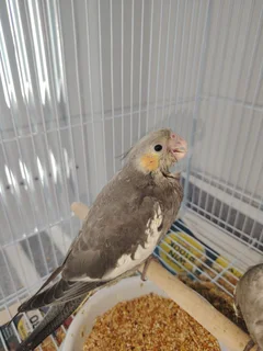 Handreared Cockatiels
