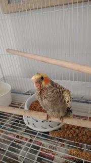 Handreared cockatiels