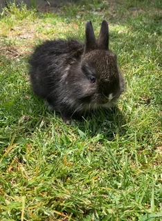 Jersey Wooly bunnies