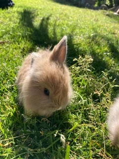 Jersey Wooly bunnies