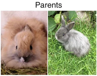 Jersey Wooly bunnies