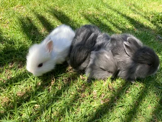 Baby Dwarf Jersey Wooly Bunnies available for booking
